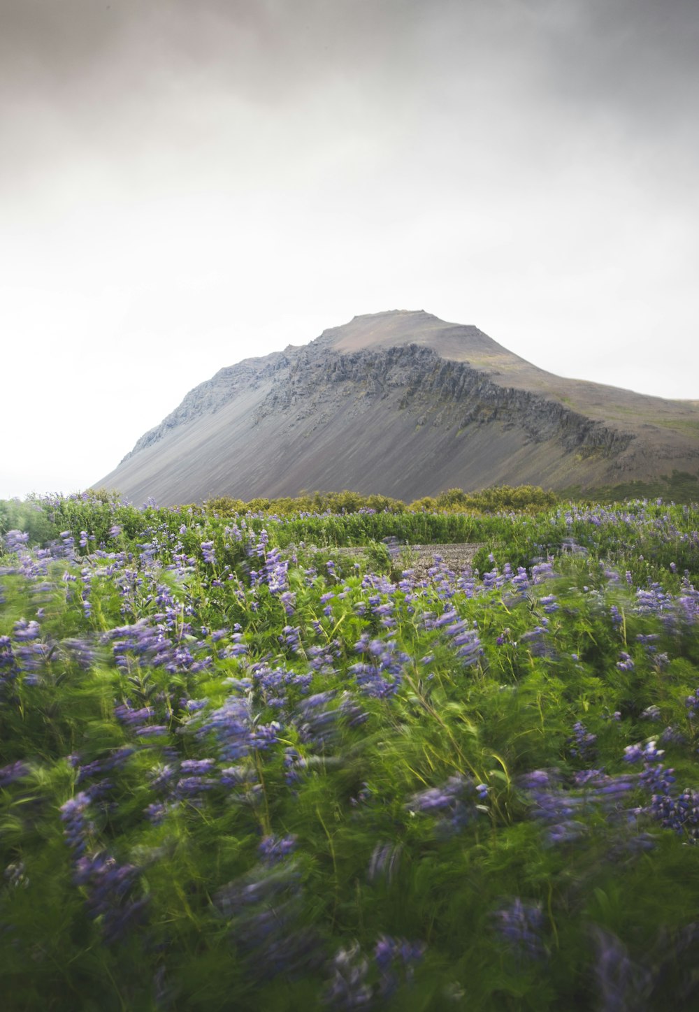 a field of flowers with a mountain in the background