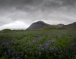 a field of flowers with a mountain in the background
