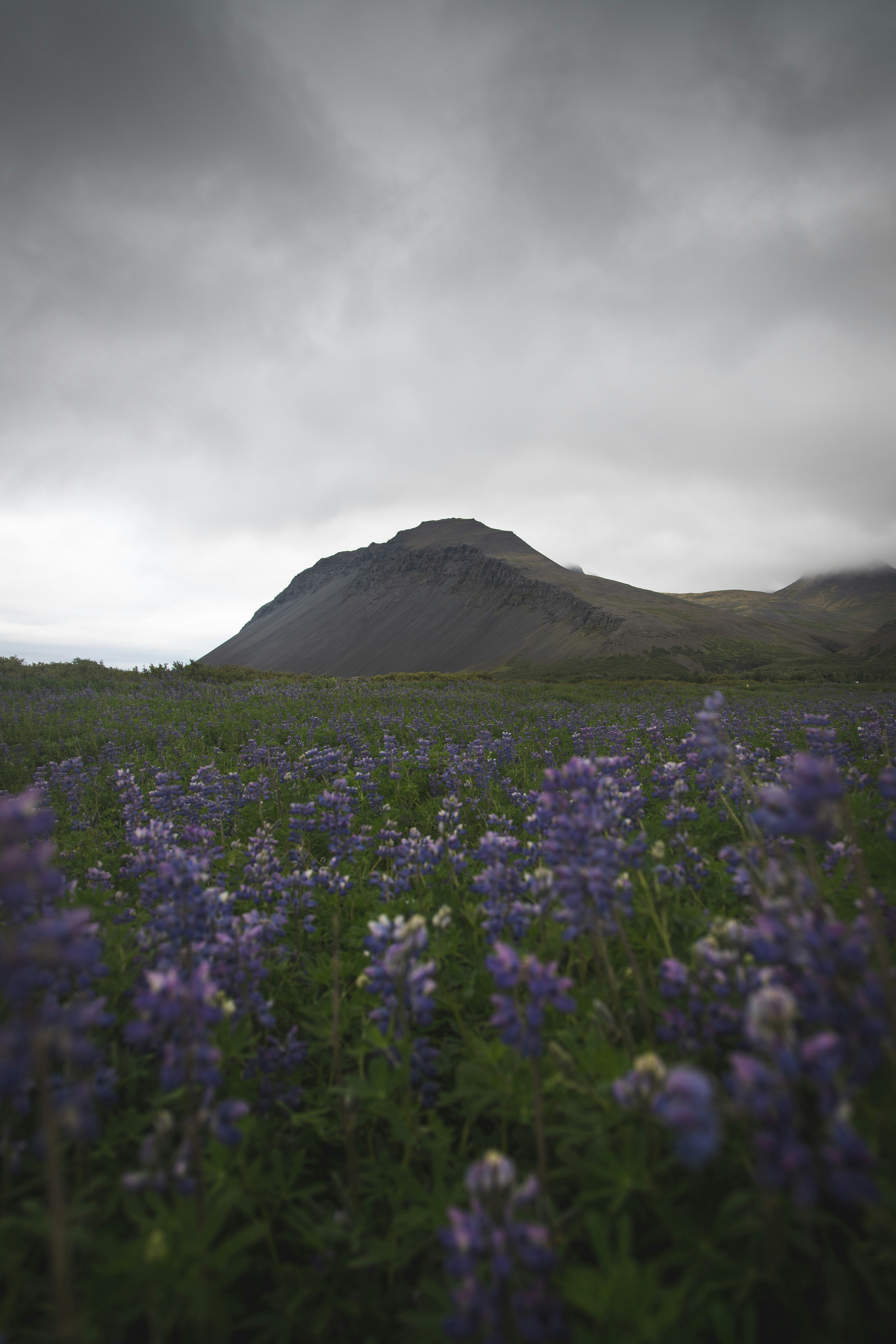 um campo de flores com uma montanha no fundo
