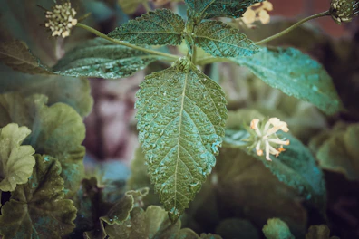 Close-up of a leaf being sprayed with natural plant protection