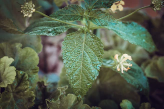 Close-up of a leaf being sprayed with natural plant protection