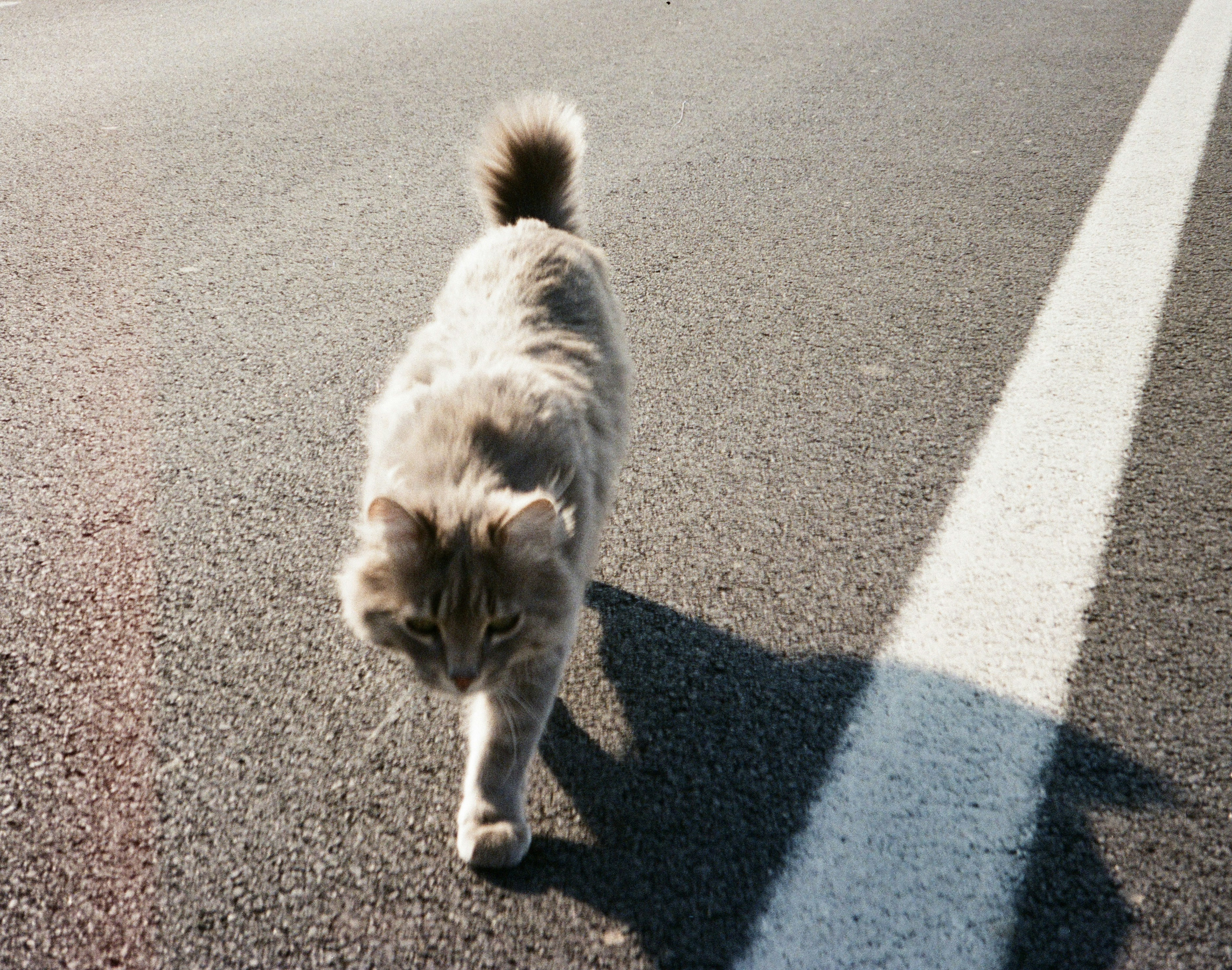 9 Cat Care for Beginners Learning Roadmap