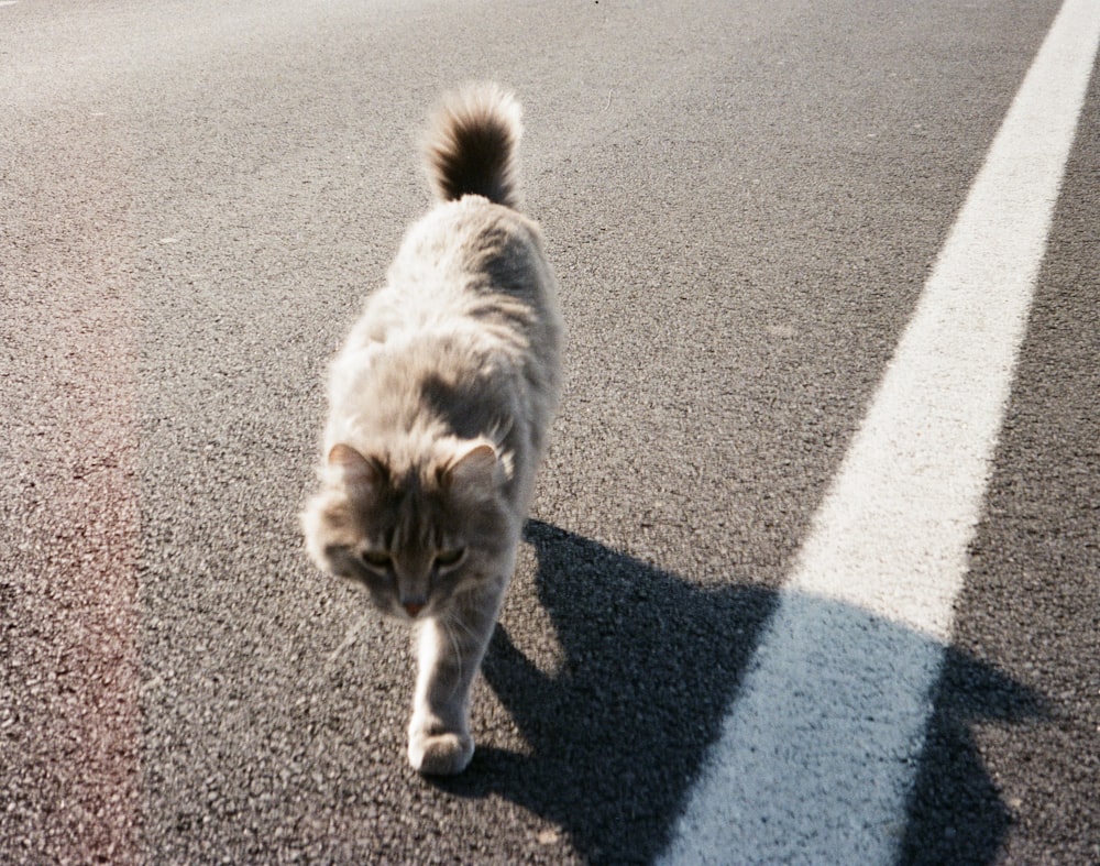 a cat walking on a road