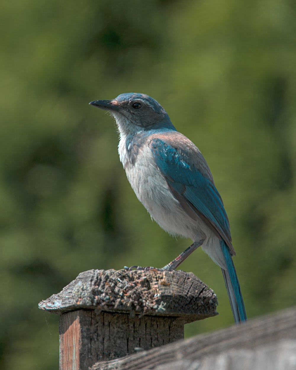 a bird on a wood post