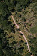 Aerial view of cloud forest with Andean bear crossing a mossy path