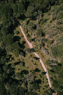 Aerial view of lush green jungle terrain with winding dirt paths under a bright sky.