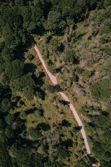 Aerial view of lush green jungle terrain with winding dirt paths under a bright sky.