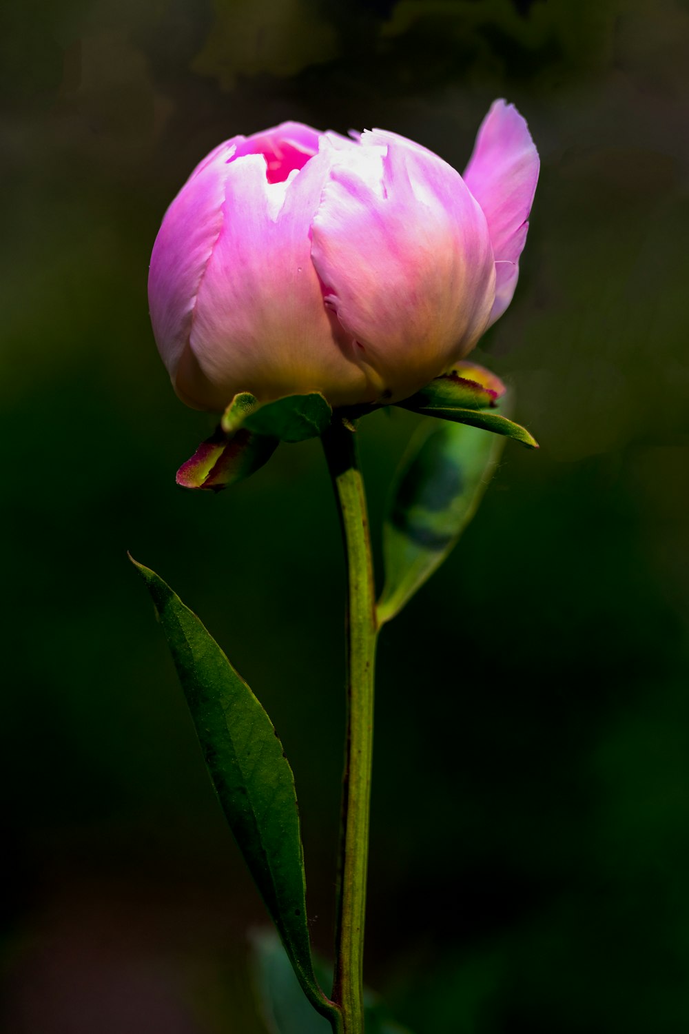 a pink flower with green leaves