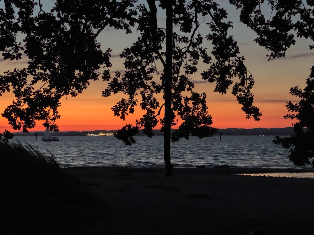 a tree next to a body of water