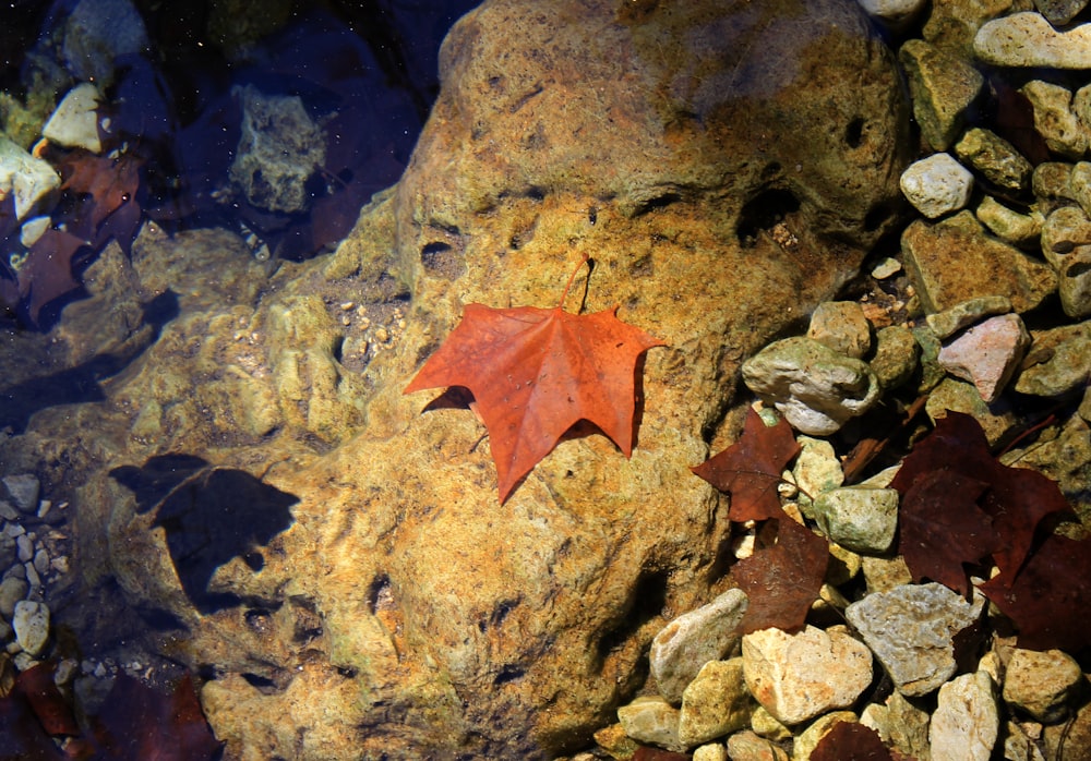 a red leaf on a rock