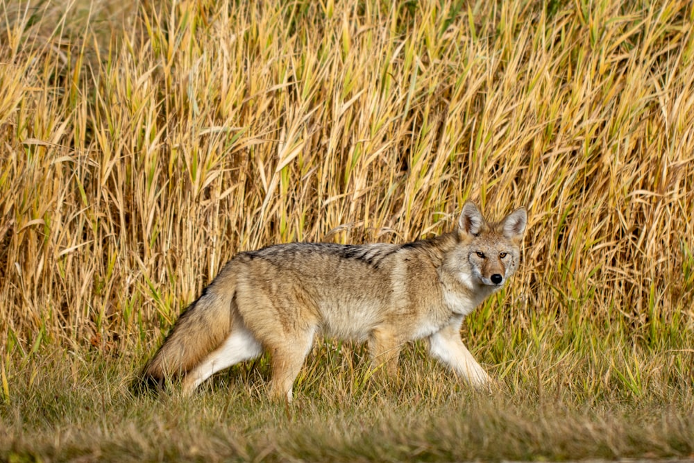 a fox in a field