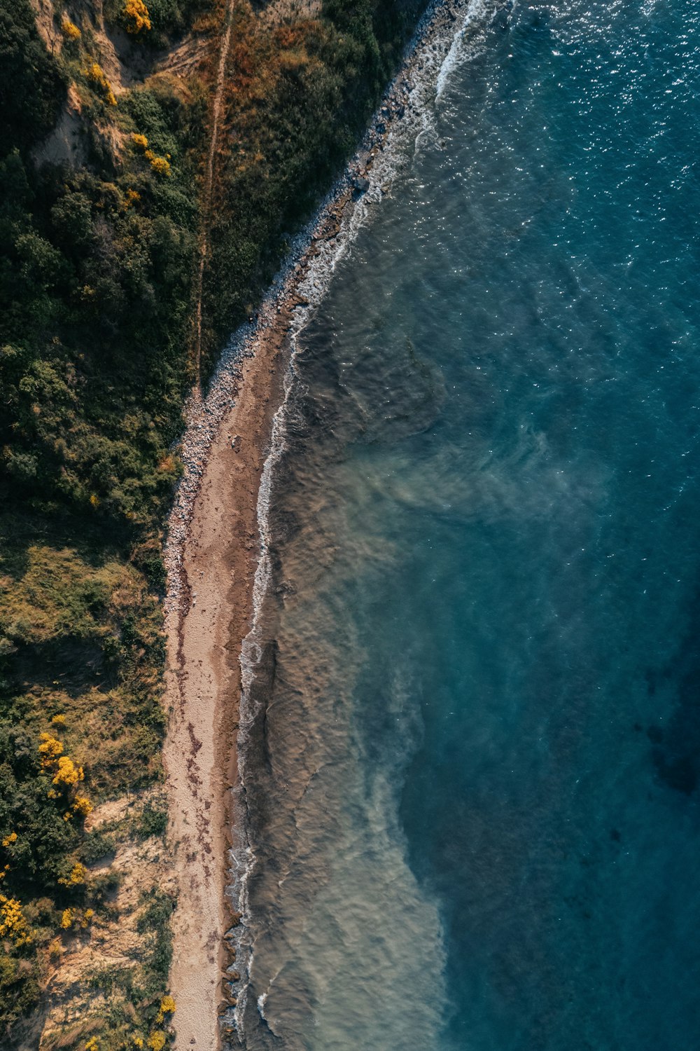 a beach with trees and plants