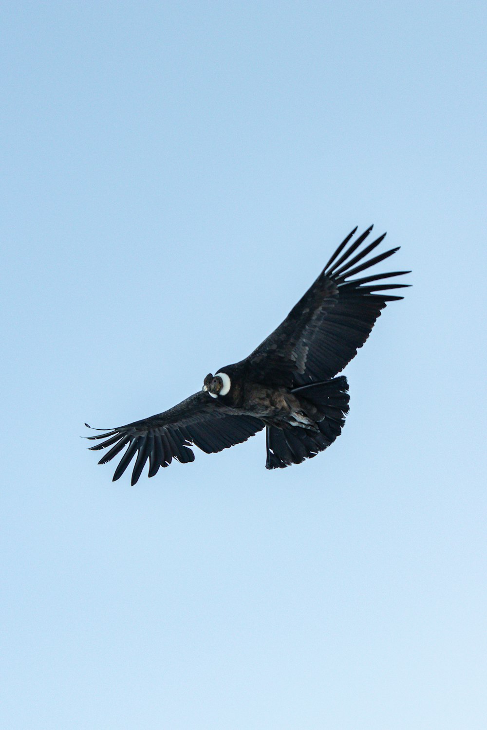 空を飛ぶ鳥