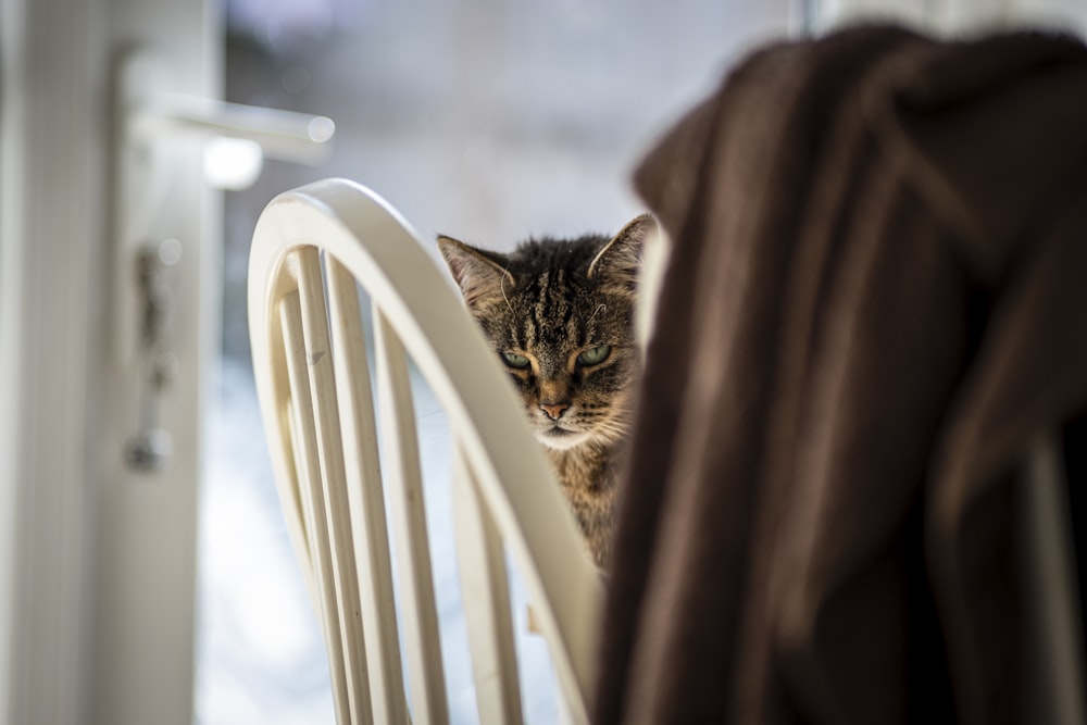 a cat looking through a window