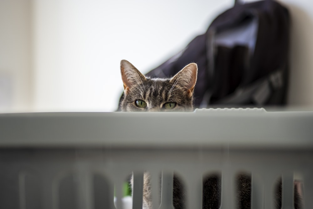 a cat looking over a shelf