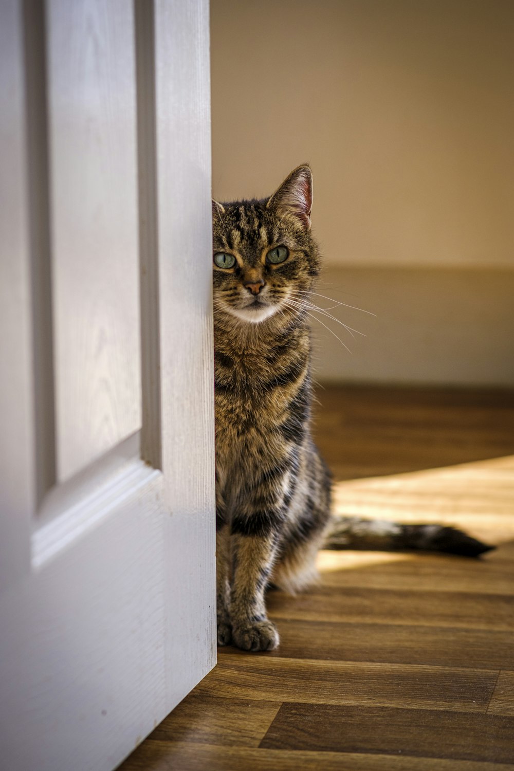 a cat sitting on a wood floor