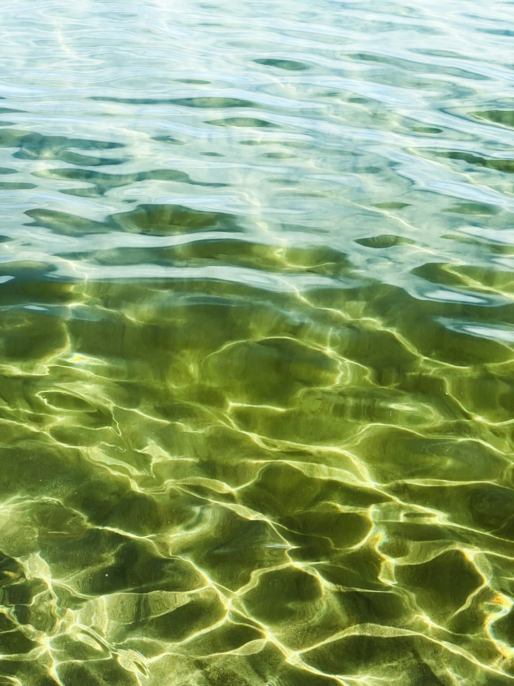 a body of water with green plants