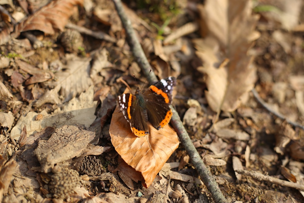 a butterfly on a leaf