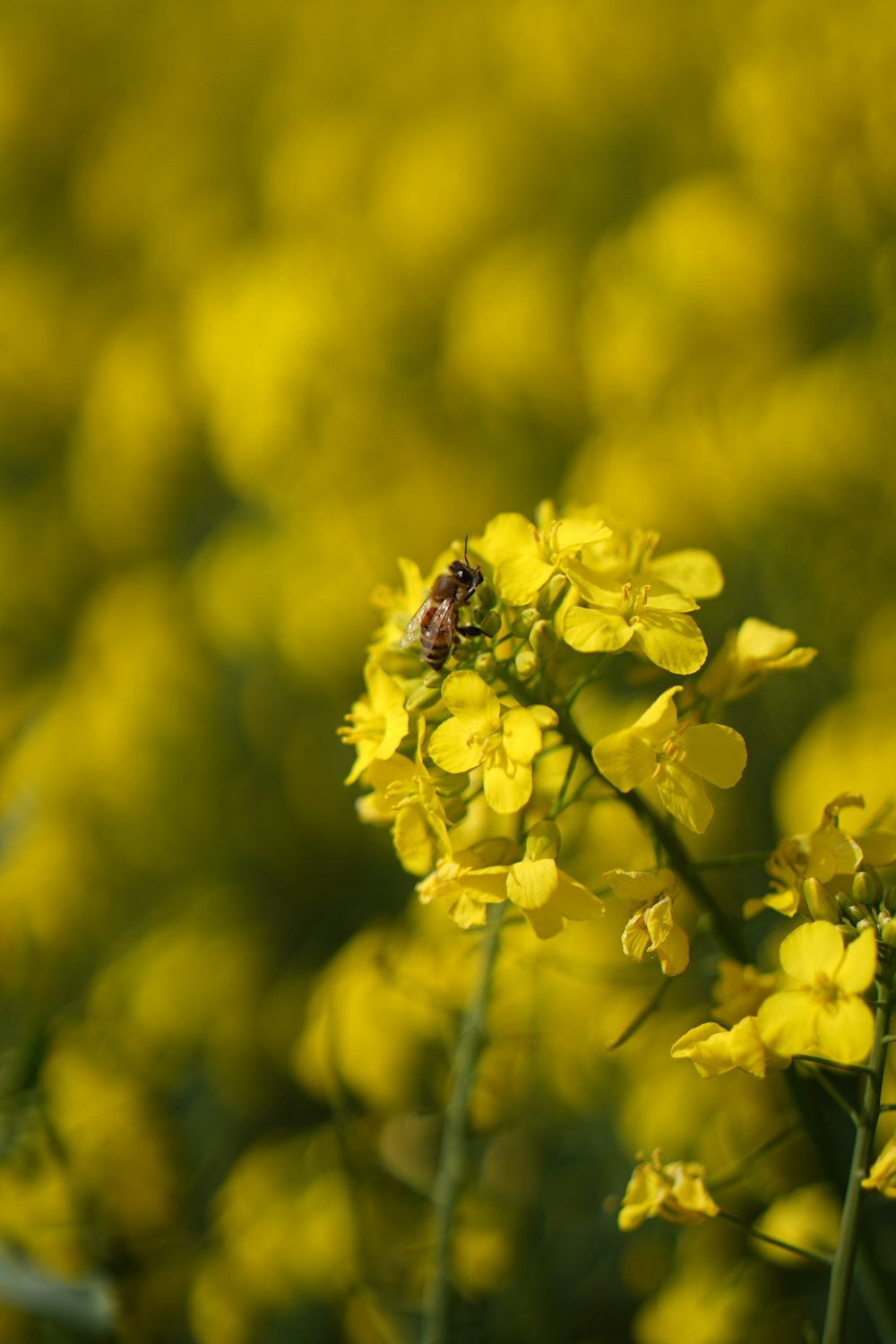 a bee on a flower