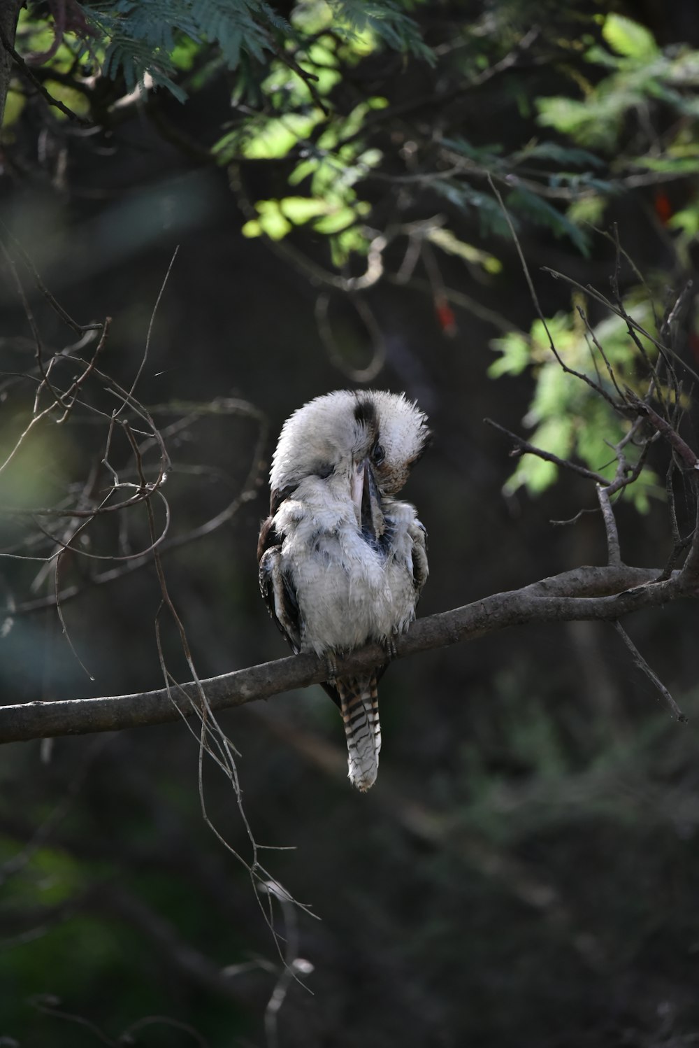 a bird sitting on a branch