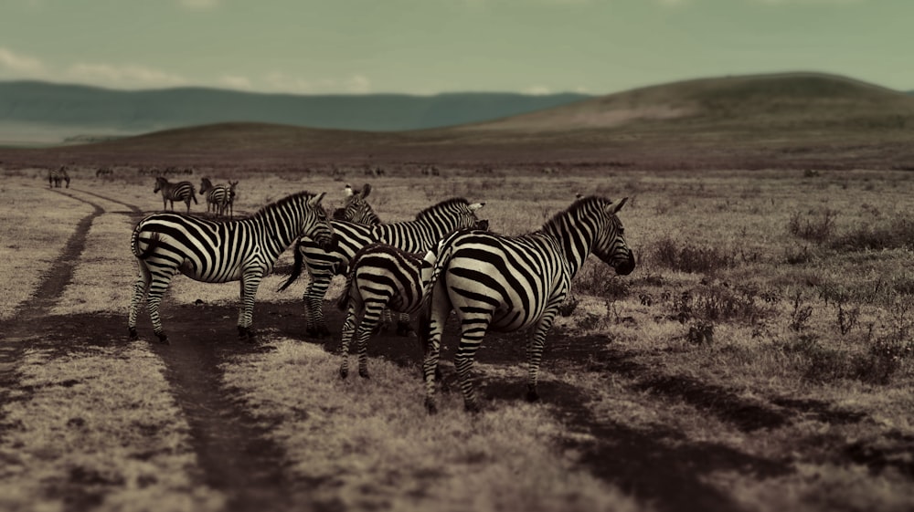 a group of zebras walk across a dirt road
