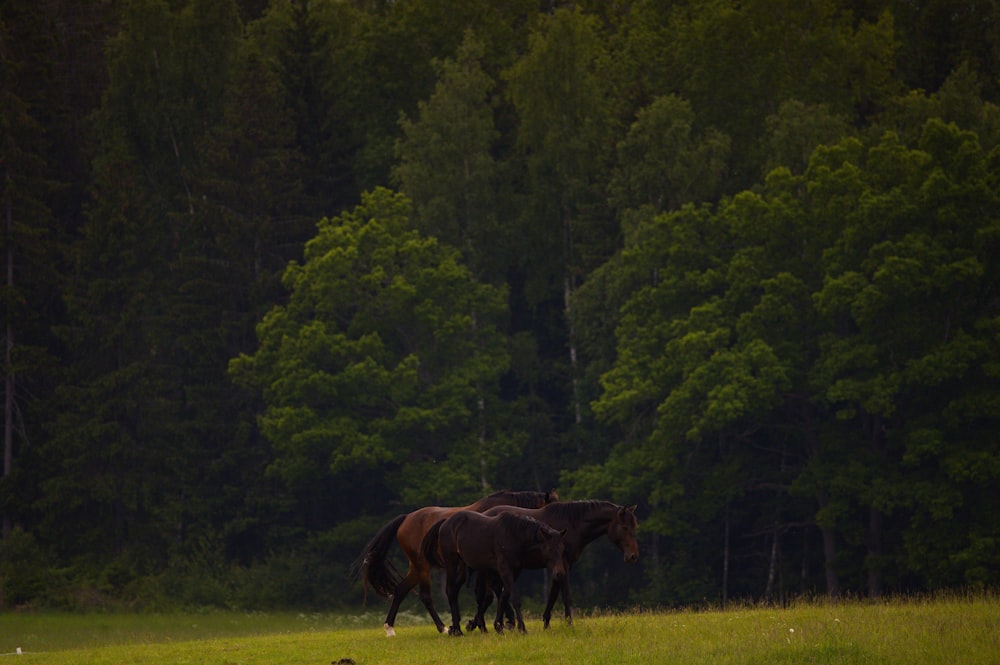 horses in a meadow