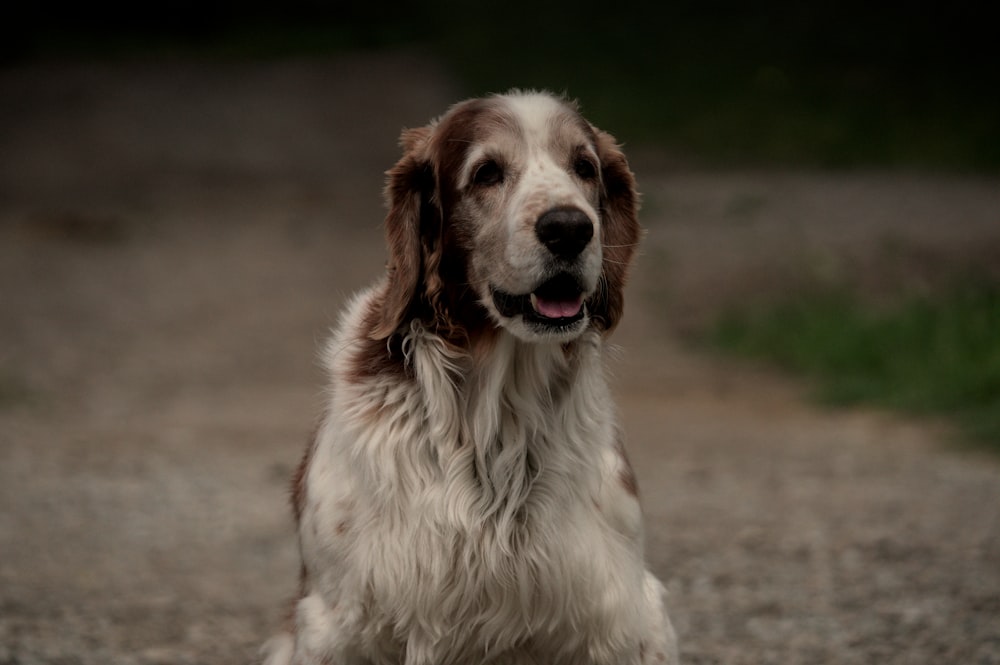 a dog sitting on a road