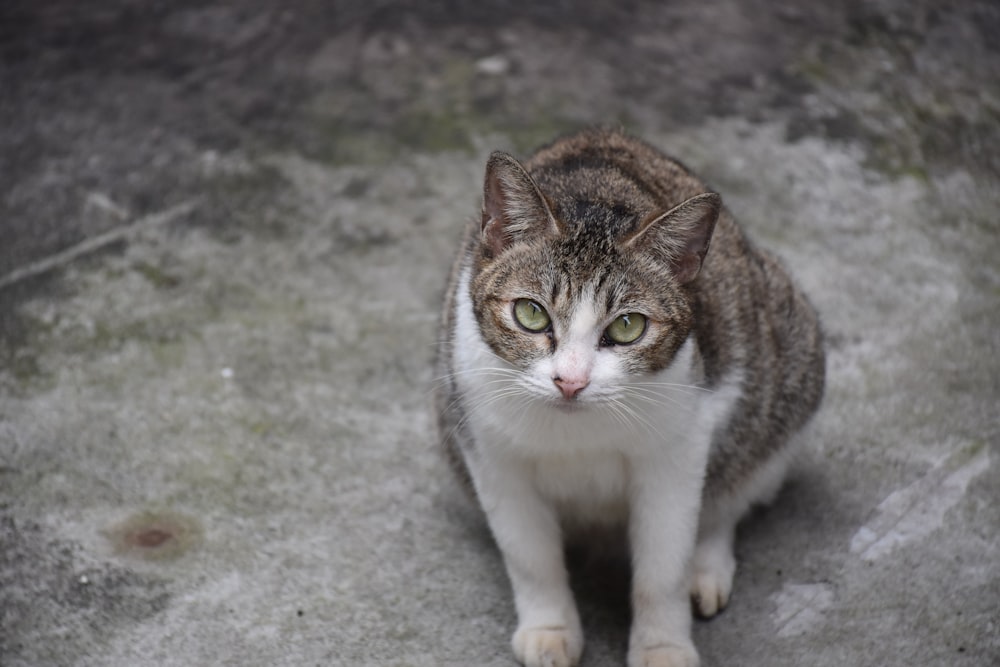 a cat standing on a concrete surface
