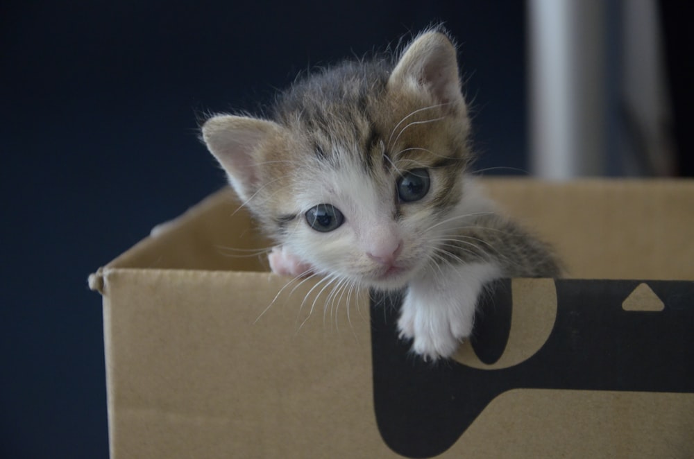 a kitten in a box