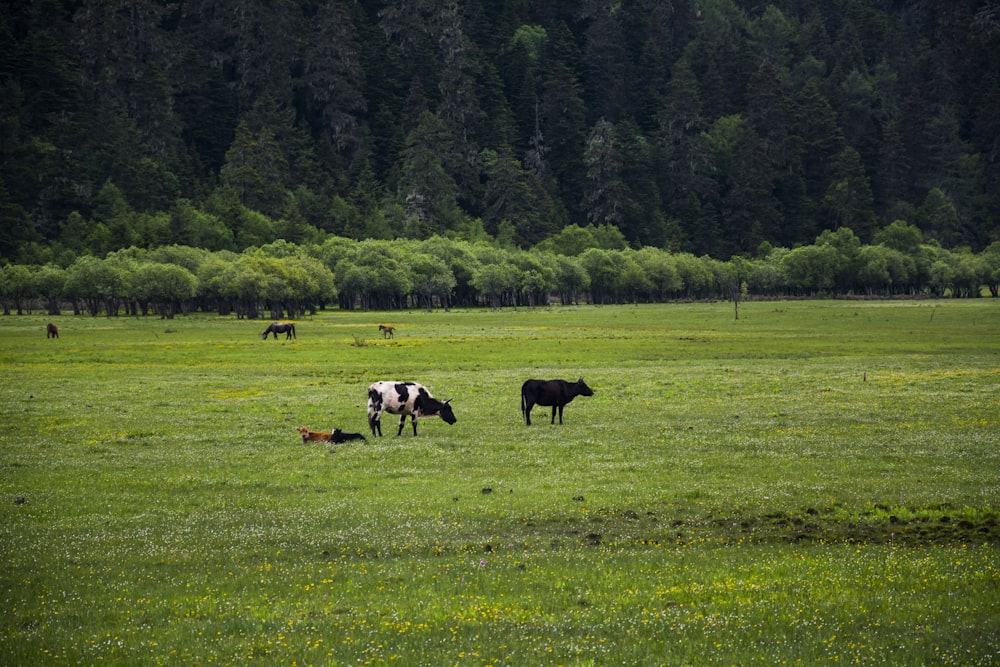 Mucche al pascolo in un campo