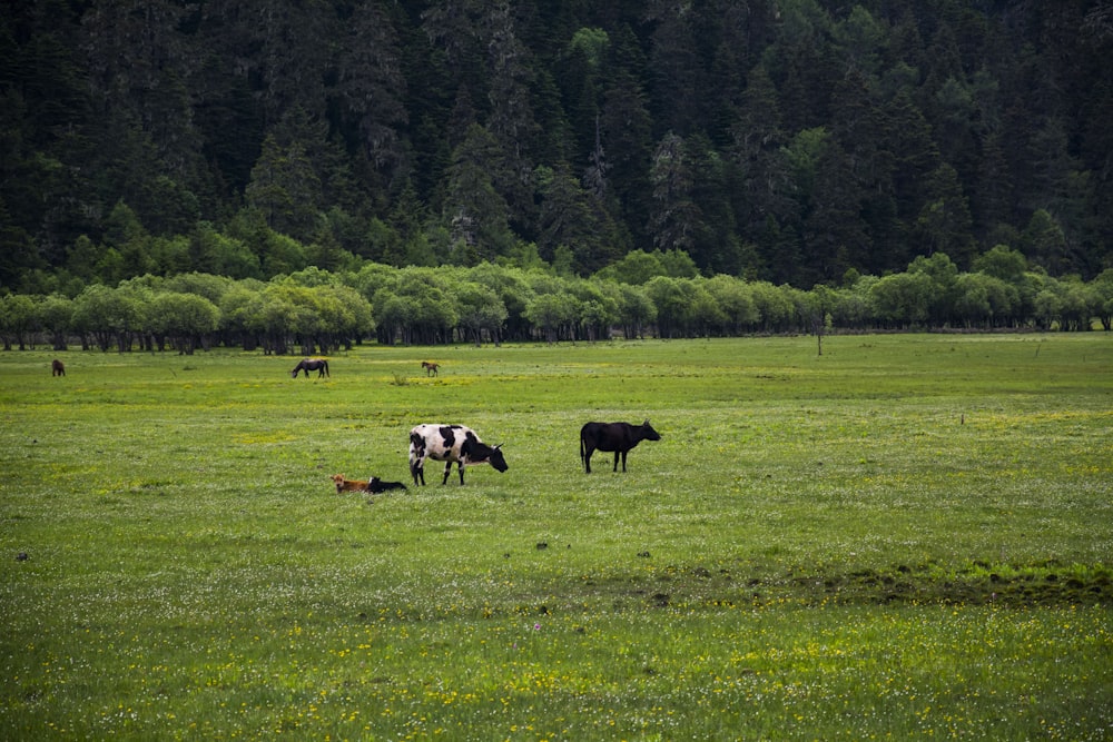 cows grazing in a field