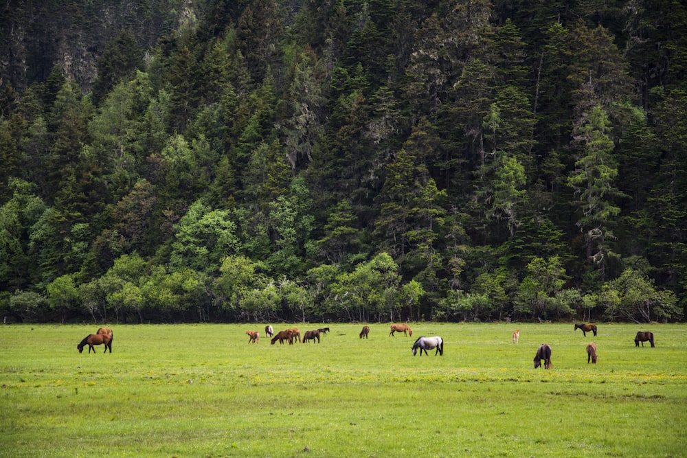 Un gruppo di cavalli pascolano in un campo