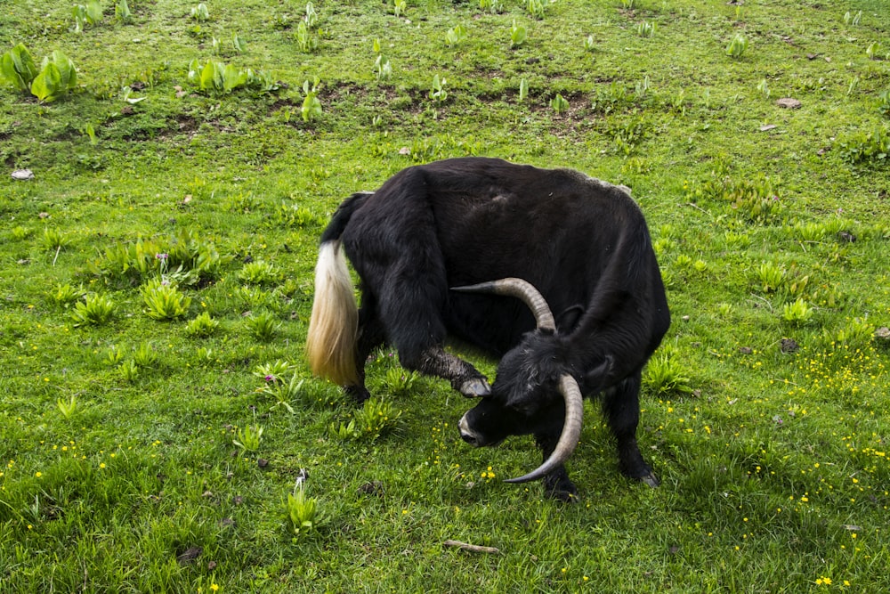 a black goat with horns lying on grass