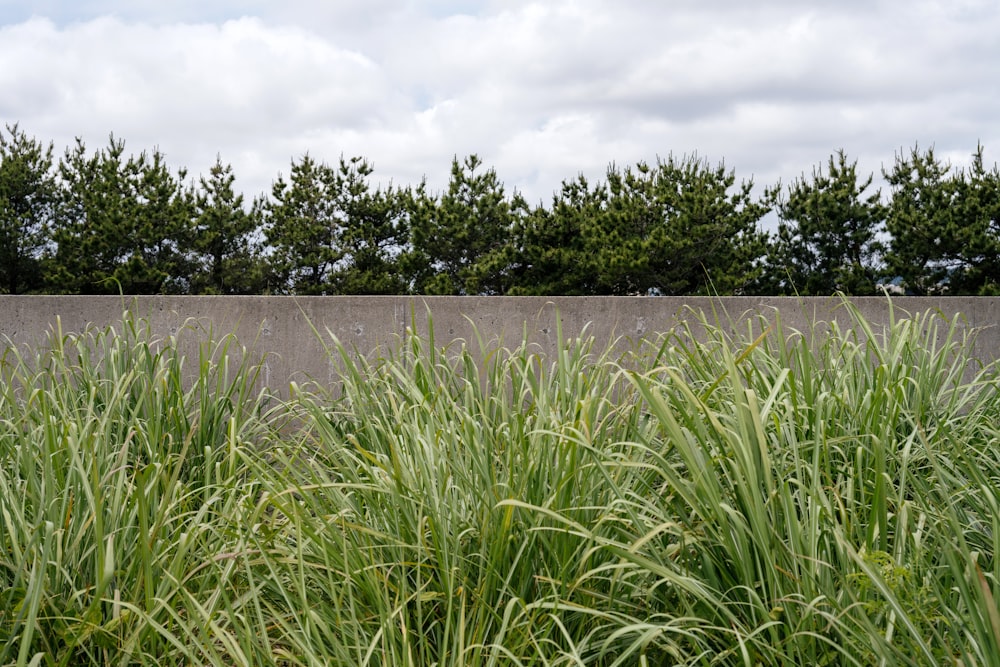 a field of grass with trees in the background