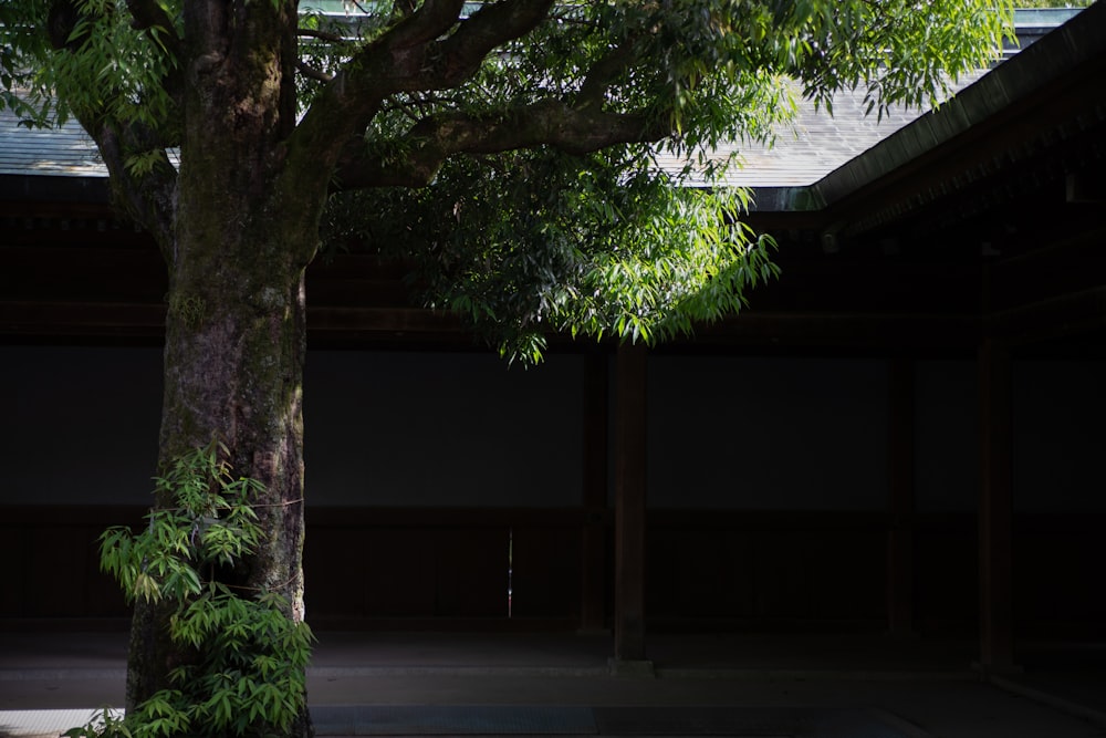 a tree in front of a building