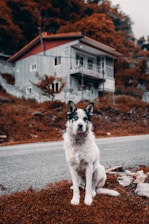 A black and white dog is sitting on a road in front of a house with a red roof. The surrounding environment features autumnal brown foliage, and the dog looks directly at the camera. The house is made of concrete and has multiple windows with a small balcony.