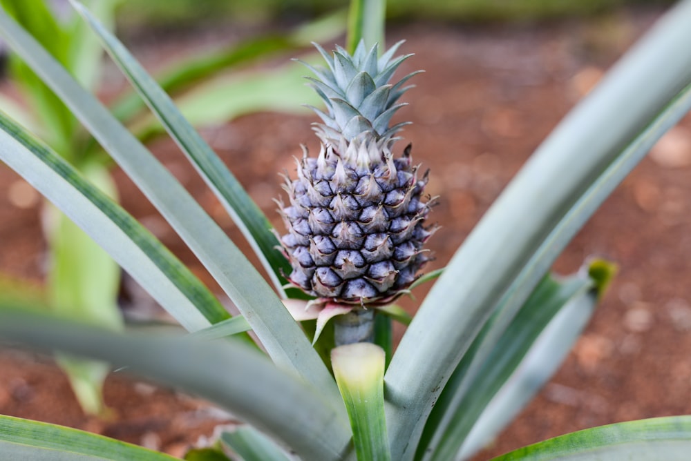 a close up of a pineapple