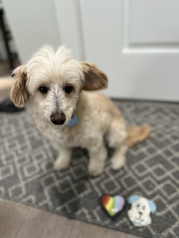 A small dog with light cream-colored fur and floppy ears sits on a patterned rug in a room. Next to the dog are two decorated stones, one in the shape of a heart with rainbow colors and the other painted with a dog's face.