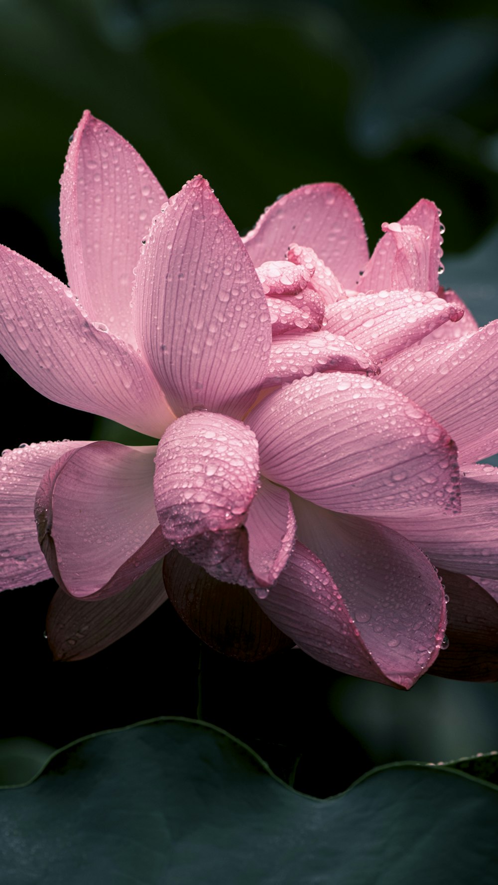 a purple flower with green leaves