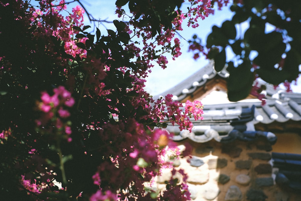 a tree with pink flowers