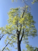A tall, healthy tree standing in a sunlit garden with green leaves.