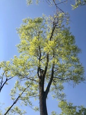 A tall, healthy tree standing in a sunlit garden with green leaves.