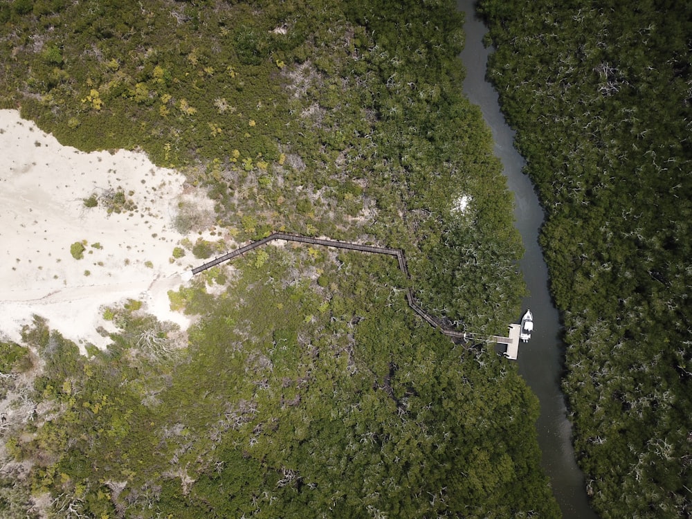 a large snake in a forest