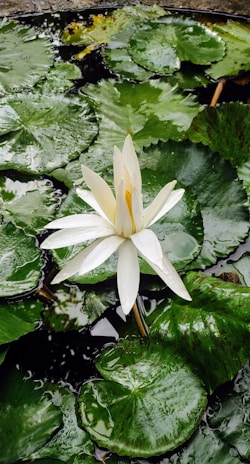 A tranquil garden with blooming lotus flowers, reflecting purity and spiritual growth.