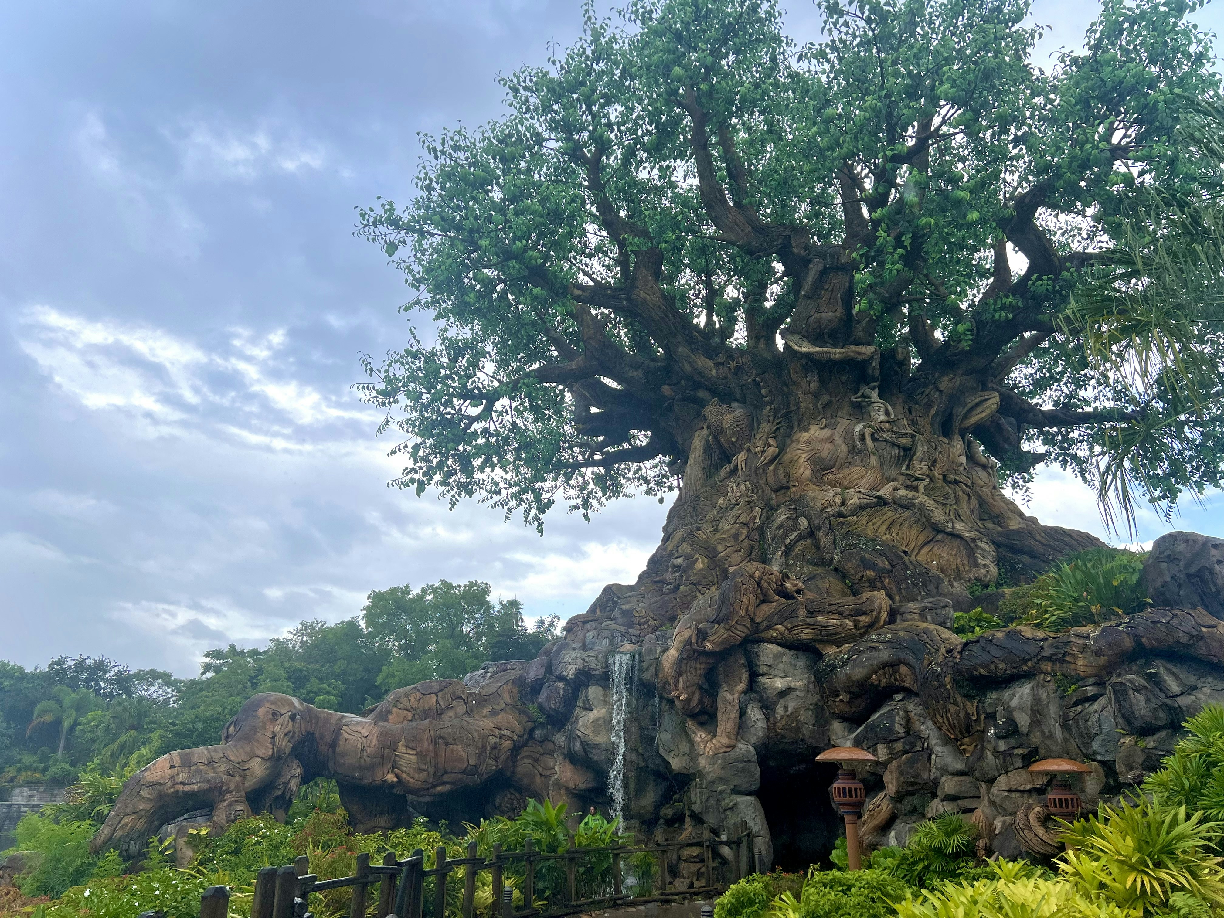 a large tree with many branches