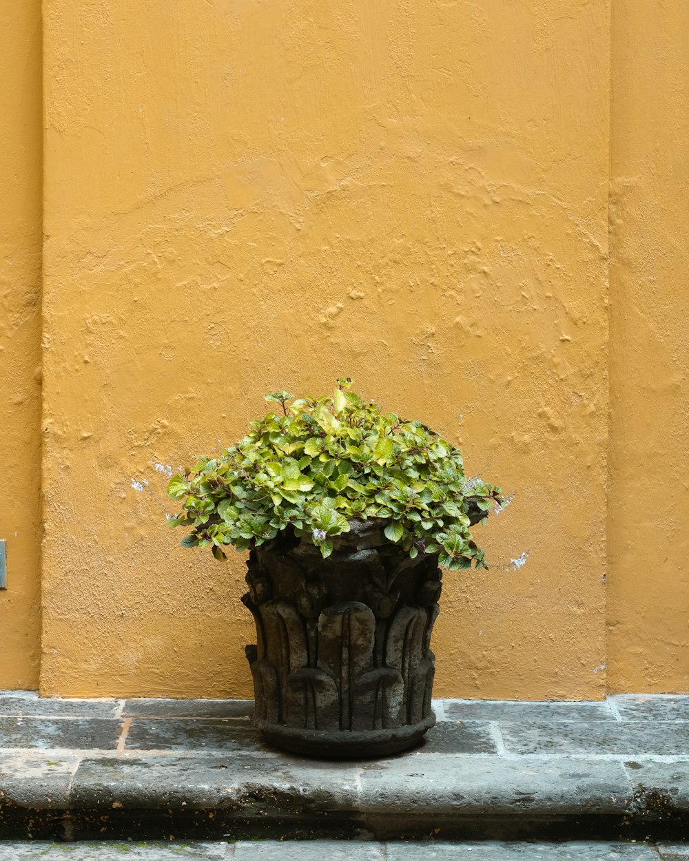 a plant in a pot