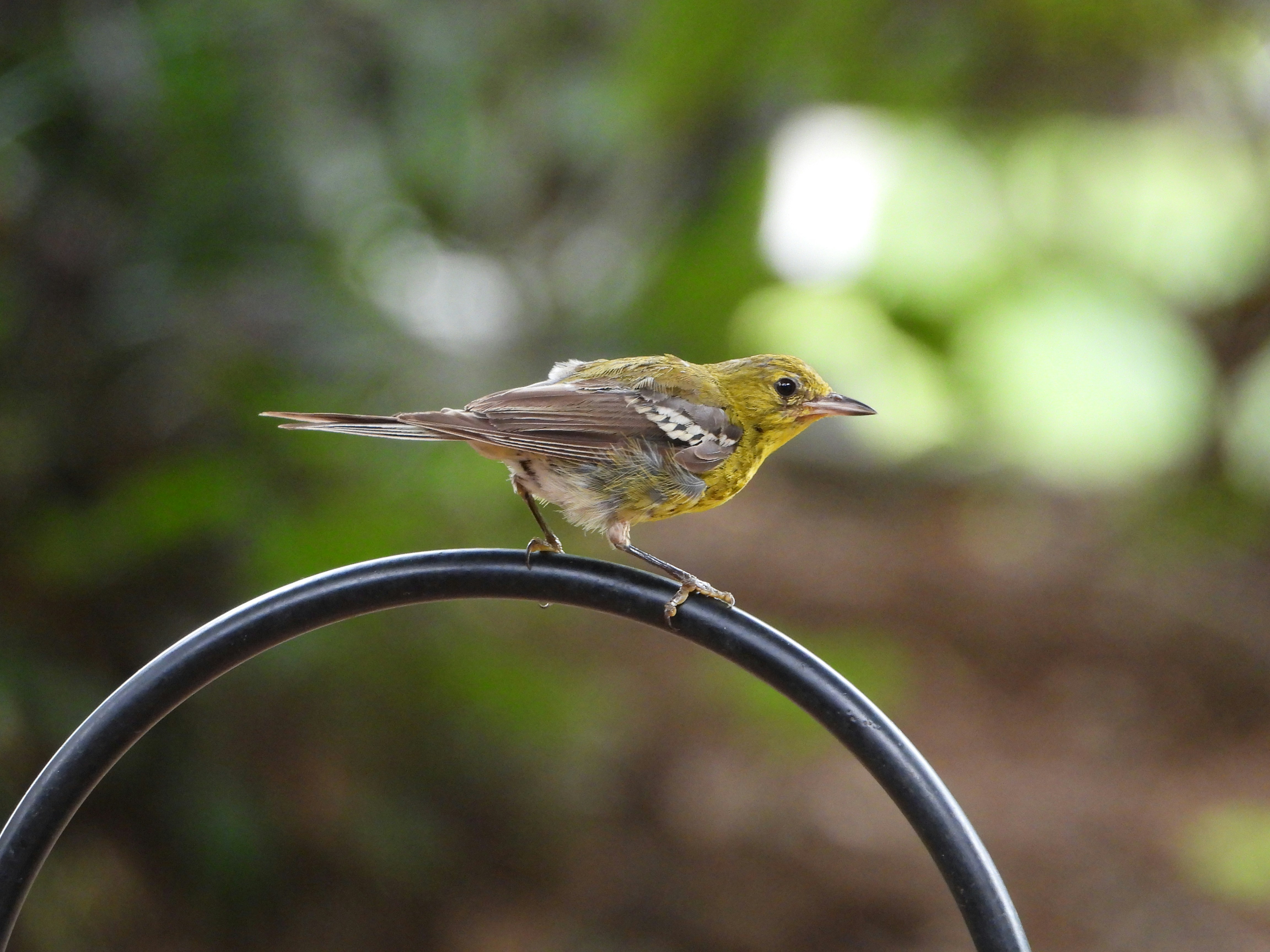 Yellow-headed Warbler