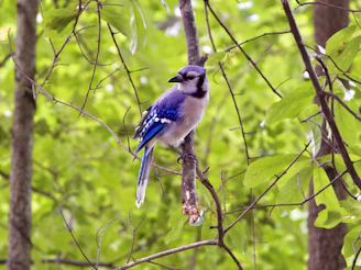 A curious blue jay peeking from behind lush green leaves in the backyard