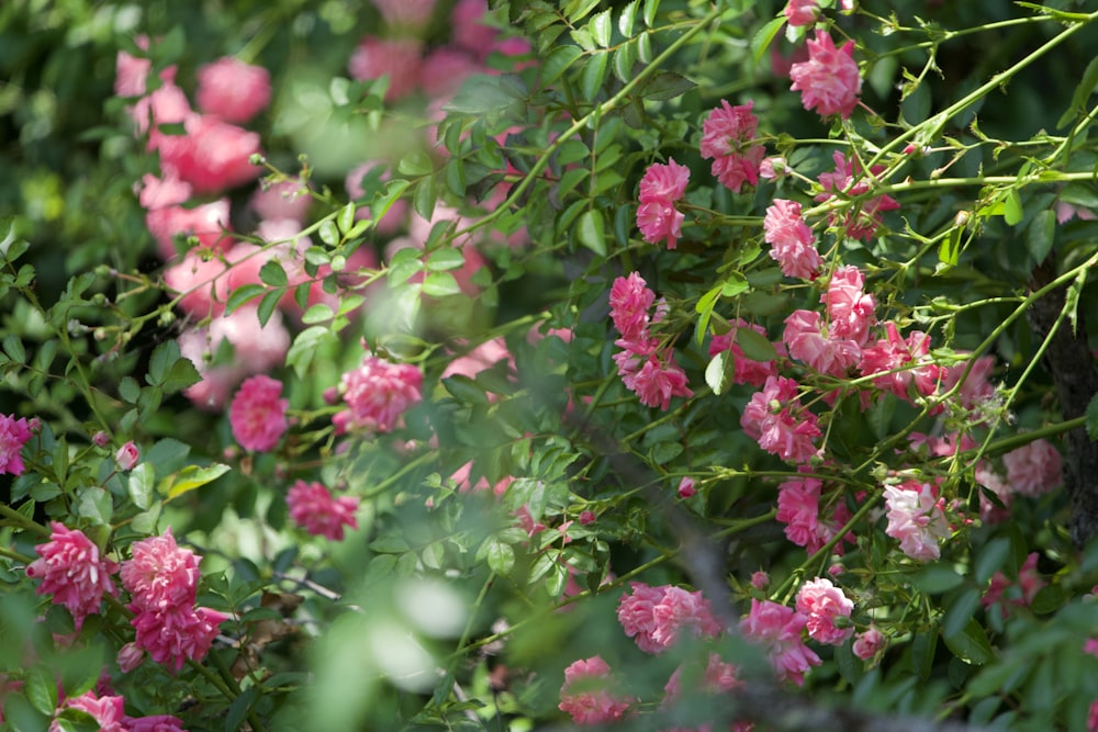 a close up of some flowers