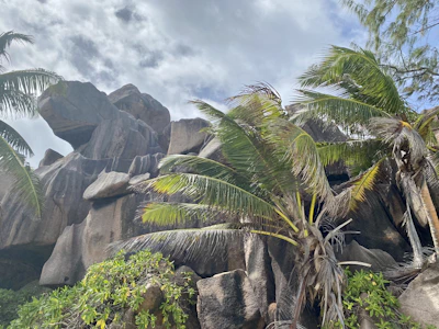 Granite boulders framing a quiet cove surrounded by palm trees.